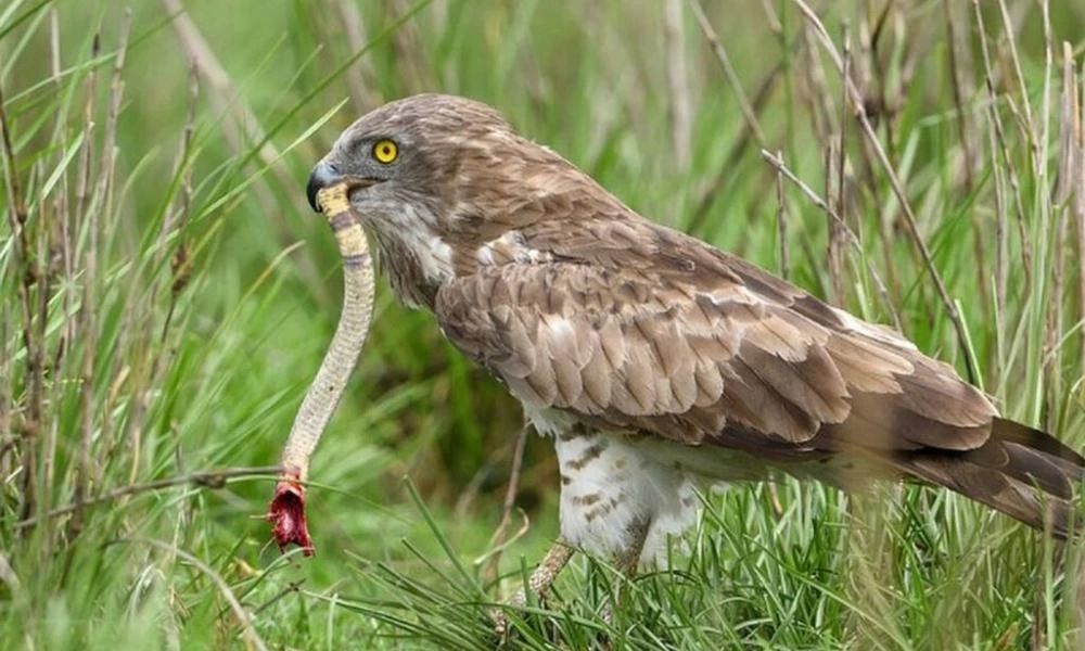 Αετός καταβροχθίζει βασιλική κόμπρα!